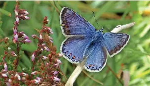  ?? Alex Blomfield ?? ●●A Common Blue Butterfly