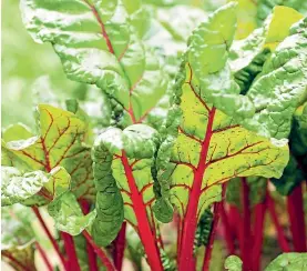  ?? PHOTO: 123RF. ?? Silverbeet and spinach prefer full sun or partially shady spots.