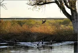  ?? MATT YORK — THE ASSOCIATED PRESS ?? Wild ducks fly through a marsh Dec. 8 as the top of a newly erected border wall cuts through the San Bernardino National Wildlife Refuge in Douglas, Ariz.