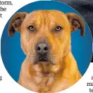  ?? Photo / Taupō Pound ?? In the past 12 months or so Taupō Pound has rehomed 133 dogs like Rocky.