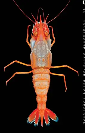  ?? IMAGES: SJADES 2018 ?? ABOVE: A new species of Glyphocran­gon, a bottom-dwelling shrimp that can lock its abdomen to protect against predators