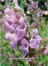  ??  ?? Salvia ‘Southern Belle’.