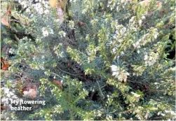  ??  ?? My flowering heather