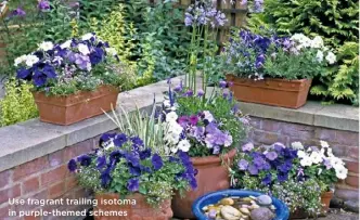  ??  ?? Use fragrant trailing isotoma in purple-themed schemes