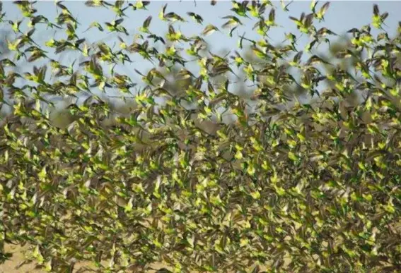  ?? (EPA) ?? Budgerigar­s appear to turn the same way when they find they are on a crash course