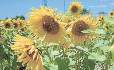  ?? RUIZ DE ALMODÓVAR ?? El girasol, especialme­nte el alto oleico, fue uno de los castigados por las restriccio­nes de la pandemia