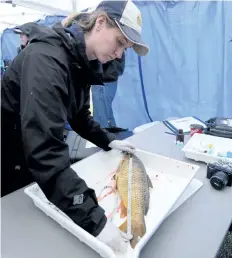  ??  ?? Fisheries and Oceans Canada aquatic science biologist Julia Colm measures a common carp.