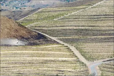  ?? Photograph­s by Luis Sinco Los Angeles Times ?? HILLSIDES ARE LEFT charred Monday in Healdsburg, Calif., after the Kincade fire swept through Sonoma County wine country. The blaze, which broke out Oct. 23, was 74% contained as of Saturday night.