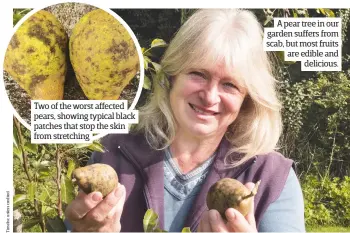  ??  ?? Two of the worst affected pears, showing typical black patches that stop the skin from stretching A pear tree in our garden suffers from scab, but most fruits are edible and delicious.