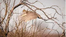  ??  ?? A prairie chicken takes off from a branch on a mating ground southeast of Portales. The U.S. Fish and Wildlife Service must decide by May 26 whether the bird warrants federal protection.