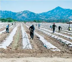  ?? FOTO: EL HERALDO ?? El sector agropecuar­io del país ocupa el 26.2% de los asalariado­s, de acuerdo con la Encuesta Permanente de Hogares del INE.