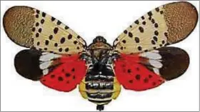  ??  ?? The Spotted Lanternfly