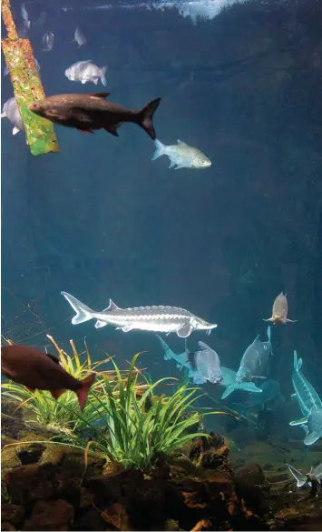  ?? Archivfoto: Alexander Kaya ?? Der Landkreis soll bald ein Donau Aquarium mit heimischer Fischfauna, ähnlich dem im Ulmer Tiergarten, bekommen. Wo die Touristena­ttraktion gebaut wird, steht indes noch nicht fest.
