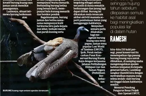 Biak Burung Kuang Raya Pressreader