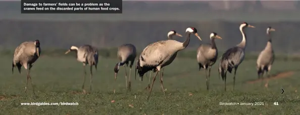  ??  ?? Damage to farmers’ fields can be a problem as the cranes feed on the discarded parts of human food crops.