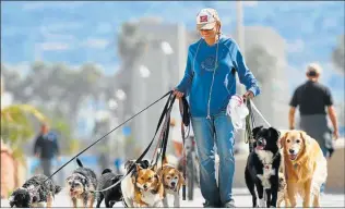  ?? CEDOC PERFIL ?? PASEADORA. ¿Te gustaría ser un can al que llevan siempre con correa autoritari­a?