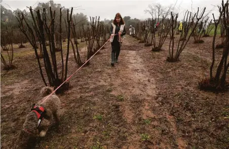  ?? Carlos Avila Gonzalez / The Chronicle 2019 ?? Orchard owner Staci O’Toole takes Mila through a truffle-sniffing training session in Placervill­e (El Dorado County) in 2019.