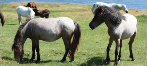  ?? Photo : Provincial Heritage Commremora­tion Program ?? Il reste aujourd’hui moins de 400 poneys terres-neuviens dans la province.