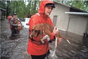  ?? ANDREW NELLES/USA TODAY NETWORK ?? Tyler Elliott of the Coast Guard from Louisville, Ky., helps rescue beagles from a home Sunday in Columbus County, N.C.