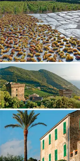  ??  ?? Au fil du sentier des Douaniers, de nombreux points de vue s’offrent au promeneur. Entre mer et maquis odorant, émaillé de ruines médiévales, chemine un itinéraire balisé de 26 km.
Selon une méthode traditionn­elle, au domaine viticole de Pietri, les grappes de raisin sont étendues à la main sur les surfaces des « toits » en lauzes de schiste du cap. Ce passerilla­ge dure entre une semaine et dix jours.
Repérables de loin, les imposantes tours fortifiées du hameau de Pecorile (Morsiglia), sur la côte ouest du cap Corse, témoignent du riche patrimoine des villages de la péninsule.
Éclatée en plusieurs hameaux adossés aux collines, la commune de Morsiglia, traversée par la D80 et la D35, est une étape de charme du cap.