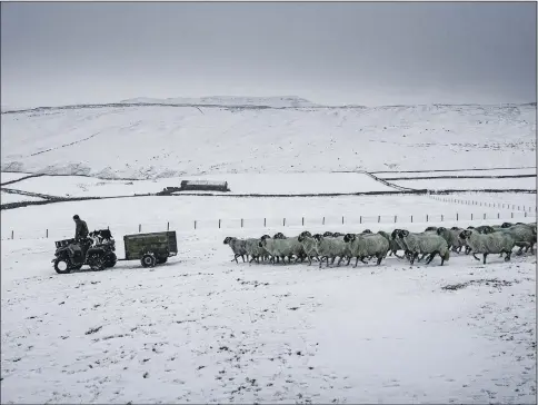  ?? PICTURES: TONY JOHNSON, DANNY LAWSON, OWEN HUMPHREYS ?? WHITE OVER: A farmer tends his flock of Swaledale sheep near Arncliffe. Top right, heavy snow in Allenheads in Northumber­land and, below, a snowy Hawes. Inset, a dog in Glasgow wrapped up against the cold.