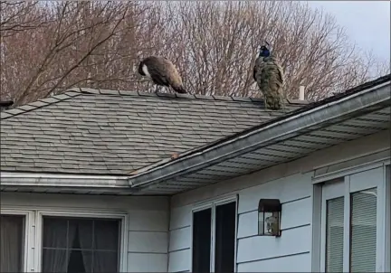  ?? SPCA FACEBOOK PAGE ?? The Ulster County SPCA hopes to rescue these two peacocks, which have been seen around the Uptown Kingston area this month.