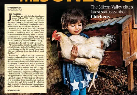  ?? [PHOTOS BY CHRISTIE HEMM KLOK, FOR THE WASHINGTON POST] ?? Matt Van Horn’s 2-year-old daughter, Sadie, peeks inside the chicken coop and holds one of the family’s chickens, named “Bear.”