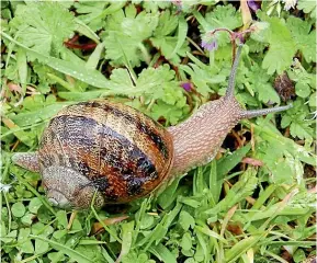  ?? SHERYN CLOTHIER ?? To stop snails eating your precious seedlings, you can always try eating them yourself.