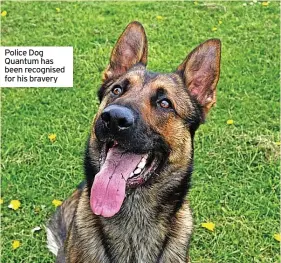  ??  ?? Police Dog Quantum has been recognised for his bravery