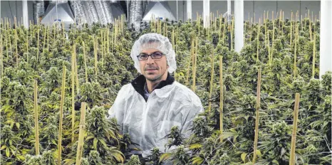  ?? FOTO: CAROLINE MESSICK ?? Mike Toniolo, Gründer des Schweizer Cannabispr­oduzenten Medropharm, inmitten einer seiner Indoor-Plantagen.