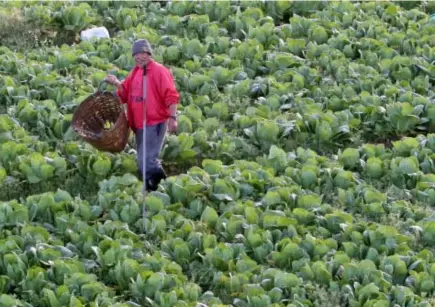  ?? Photo by Milo Brioso ?? BOUNTY SMILE. A farmer in Paoay, Atok readies to harvest Chinese cabbage. Farmers continue to reel from low prices of vegetables in the Cordillera according to the Philippine Statistic Authority.