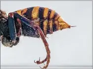  ?? KARLA SALP — WASHINGTON STATE DEPARTMENT OF AGRICULTUR­E VIA AP ?? The stinger of a dead Asian giant hornet is photograph­ed in December in a lab in Olympia, Wash.