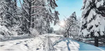  ?? FOTO: LISA KLEBAUM ?? Fast wie im Märchenwal­d: Der verschneit­e Waldweg in der Möhringer Vorstadt.