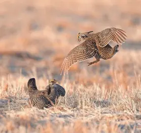  ?? ?? Male greater prairie chickens spar April 19 on a lek, or breeding ground, at Paul J. Olson Wildlife Area near Wisconsin Rapids.