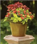  ?? (Chris Brown/Handout via TNS) ?? This recipe, called Eclipse of the Sun Outside, features Rockapulco Coral Reef impatiens, ColorBlaze Wicked Hot and Chocolate Drop coleuses and Sweet Caroline Sweetheart lime sweet potato.