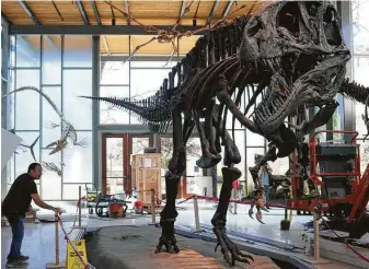  ?? Jerry Lara / Staff file photo ?? An Acrocantho­saurus seems to menace a worker at the Witte Museum in 2017. Real-life acros created plenty of terror when they stalked the Earth back in their day.