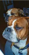  ?? Foto: Wikipedia/freie Lizenz ?? Der Hund, der das Mädchen angriff, ist ein Old English Bulldog-rüde. Diese können bis zu 30 Kilogramm schwer werden.