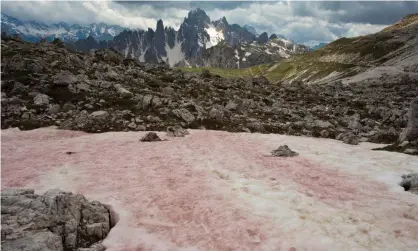  ?? Photograph: Bob Gibbons/Alamy ?? Red Snow, or watermelon, snow in the Alps.