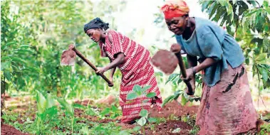  ??  ?? Zambian small-scale farmers