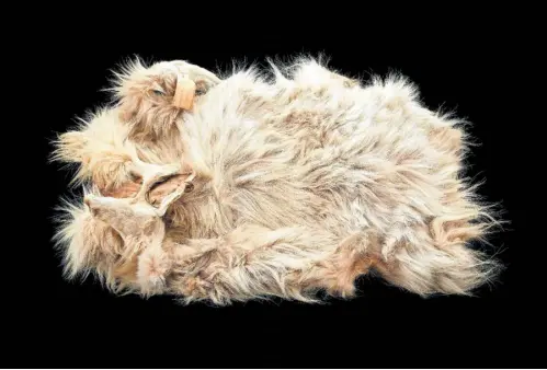  ?? //// Brittany M. Hance/AFP/picturedes­k.com ?? Das einzige erhaltene Fell, das des Hundes „Mutton“, zeigt in den Genen, wie die Haare wollig wurden.