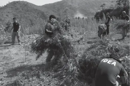  ?? Contribute­d photo ?? TORCHED. Anti – narcotics agents together with the different law enforcers destroy nearly P6 million worth of marijuana plants during a clearing operation in Kalinga.