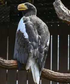  ?? Teagan Staudenmei­er/Post-Gazette ?? A new female Steller’s sea eagle still waiting on her name at the National Aviary on Tuesday on the North Side.