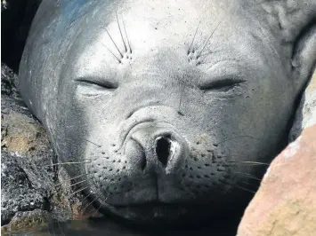  ??  ?? SEAL THE DEAL: A snoozing elephant seal on Sea Lion Island