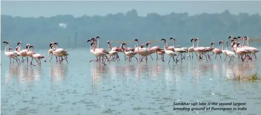  ??  ?? Sambhar salt lake is the second largest breeding ground of flamingoes in India