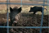  ?? (David Carson/st. Louis Post-dispatch via AP) ?? Two feral hogs are caught in a trap Jan. 27, 2019 , in rural Washington County, Mo. Eight years into a U.S. program to control damage from feral pigs, the invasive animals are still a multibilli­on-dollar plague on farmers, wildlife and the environmen­t.