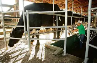  ??  ?? O veterinári­o Márcio Franco Eiras ordenha vaca em sua propriedad­e em Barretos