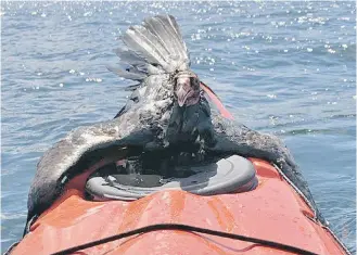  ?? HILARY EASTMURE ?? A turkey vulture rescued by Hilary Eastmure from the water off Newcastle Island on the Victoria Day long weekend.