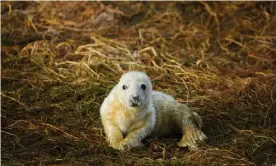  ?? Photograph: Christophe­r Thomond/for the Guardian ?? A seal pup born on Brownsman in the Farne Islands. The population on the archipelag­o has increased by 57% in five years.