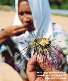  ??  ?? HASIL tangkapan landak laut Jul yang dimakan mentah oleh ahli
keluarga di tepi pantai.