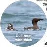  ??  ?? Guillemot with chick